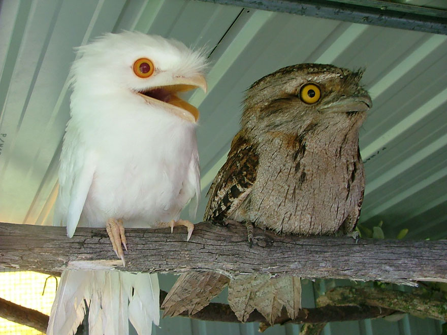 Albino Tawny Frogmouth