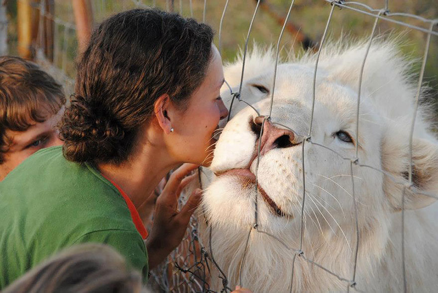 Albino Lion