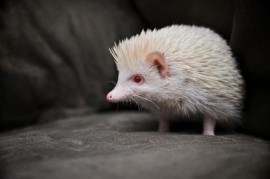 Albino Hedgehog