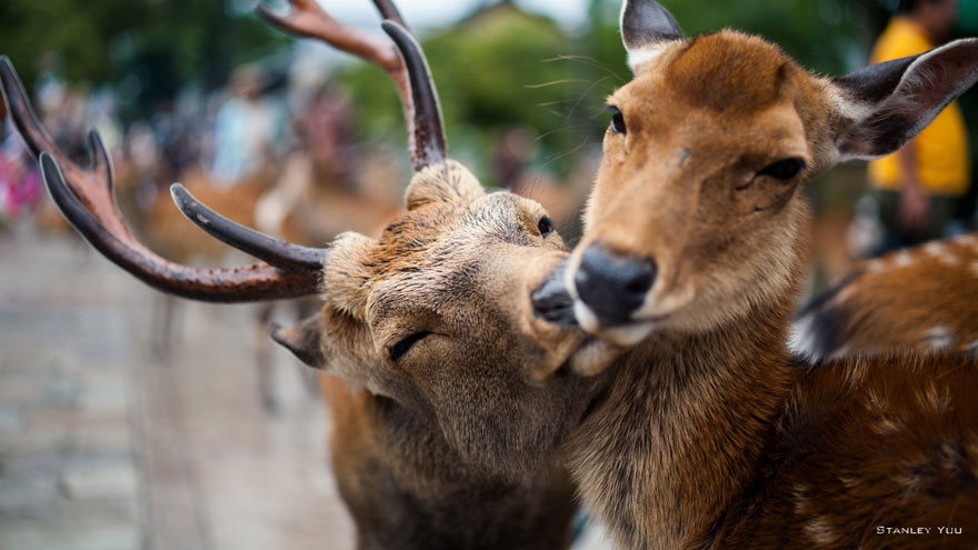Deer Couple