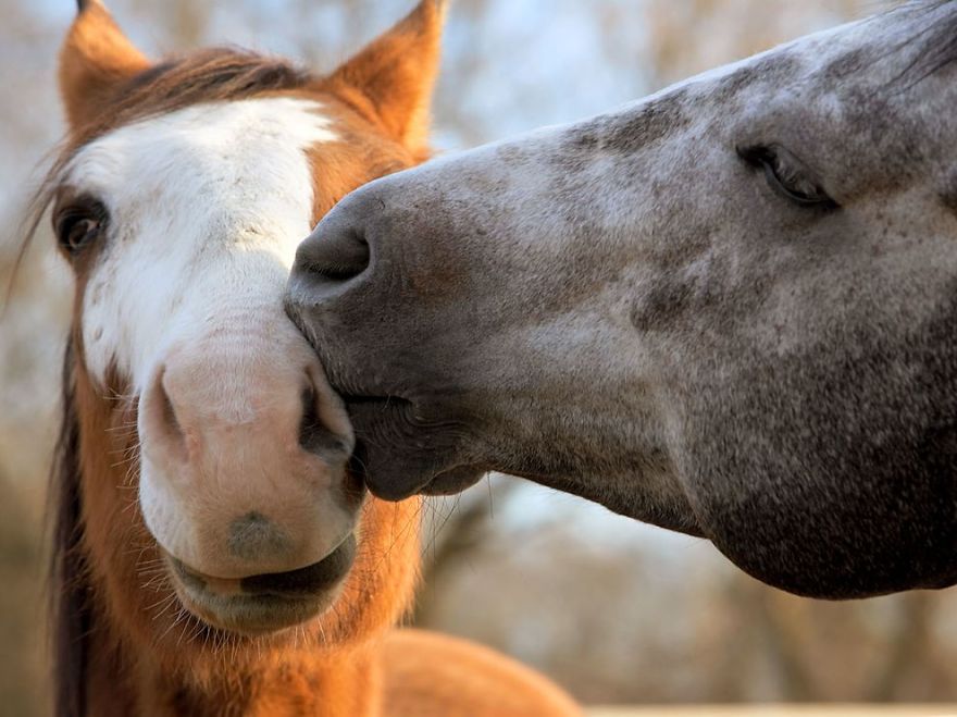 Two Horses Share A Moment On A Farm That Rescues Horses In Need Around The Country