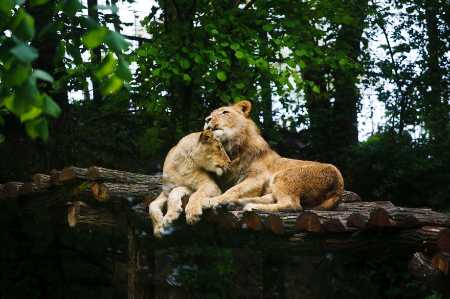Lovely Lions