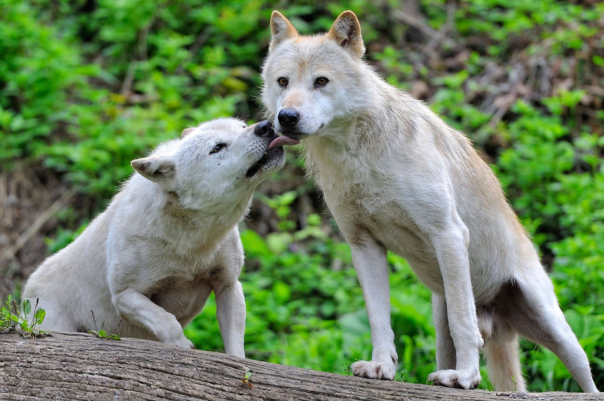 Wolves Love