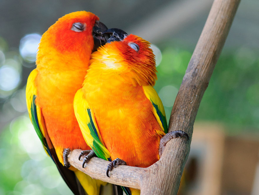 Parrot Couple