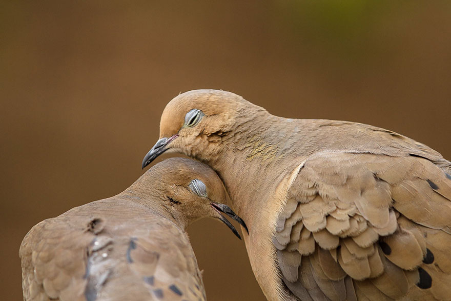 Dove Love