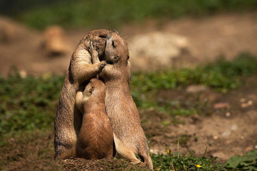 Prairie Dog Family