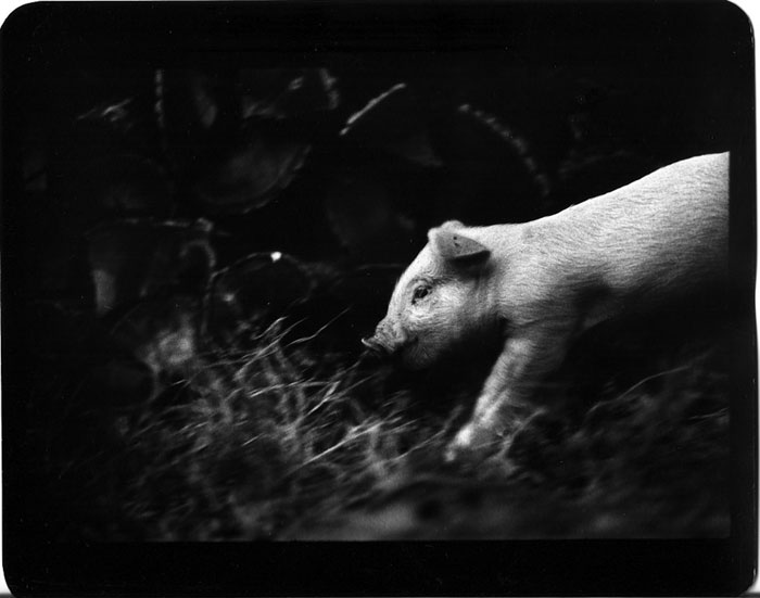 animal-photography-miranda-camera-giacomo-brunelli-1