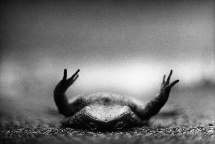 I Captured These Animals With My Father’s Old Japanese Film Camera From 1960’s