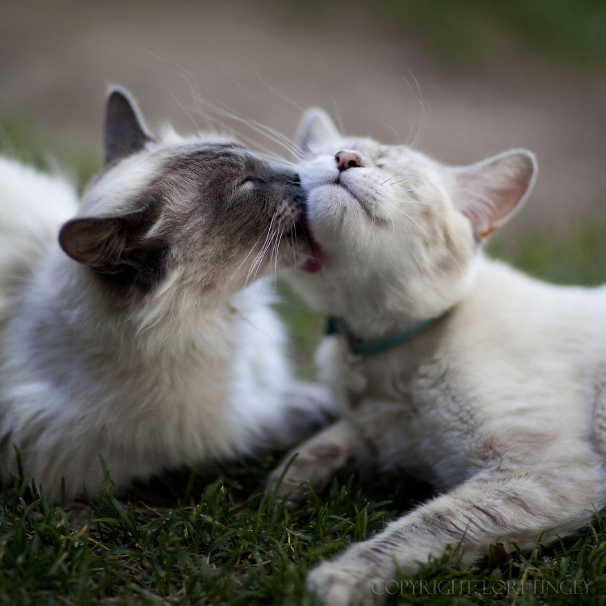 Cats In Love