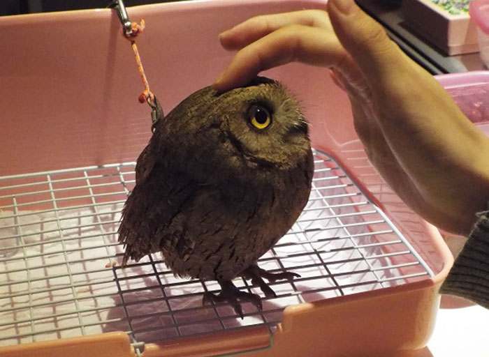 annie-the-owl-visits-london-pop-up-bar-10