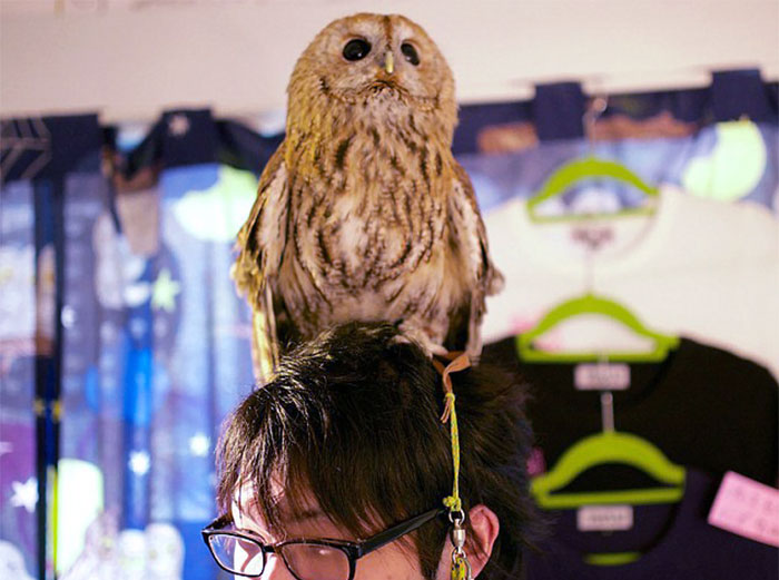 annie-the-owl-visits-london-pop-up-bar-12