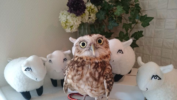 annie-the-owl-visits-london-pop-up-bar-14