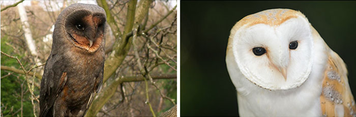 annie-the-owl-visits-london-pop-up-bar-16