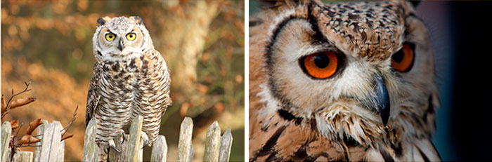 annie-the-owl-visits-london-pop-up-bar-17