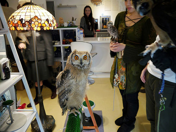 annie-the-owl-visits-london-pop-up-bar-8
