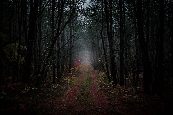 Most Of My Time I Spend Walking In The Forests And Photographing Nature