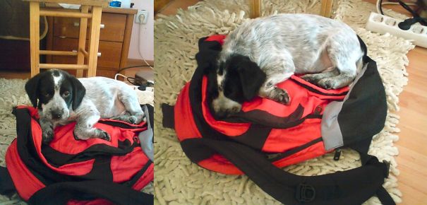 Don't Go To School.. Or You Can Take Me With You. Look, I Can Perfectly Fit In It. (: