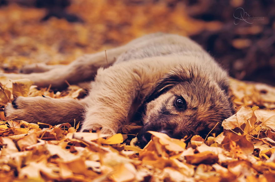 Dog In Autumn Leaves