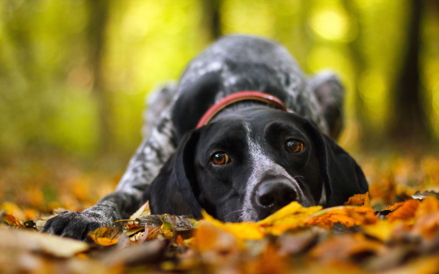 Autumn Dog