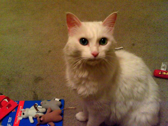 Klaus Ludwig Von Mewlow