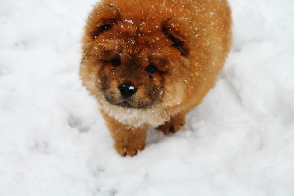 My Chow Chow Named Bear