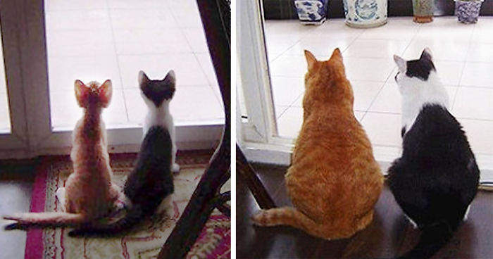 36 Before-And-After Photos Of Cats Growing Up