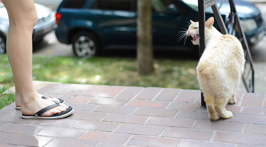 bengal-cats-portrait-photography-jill-houser-18