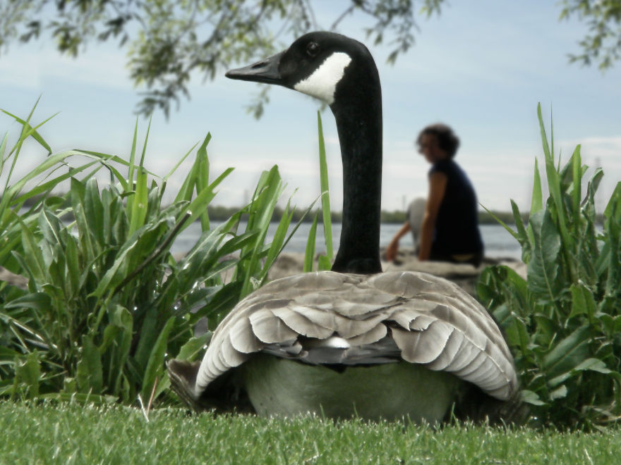 Birds In The Foreground With Me In The Background - Photomontages.