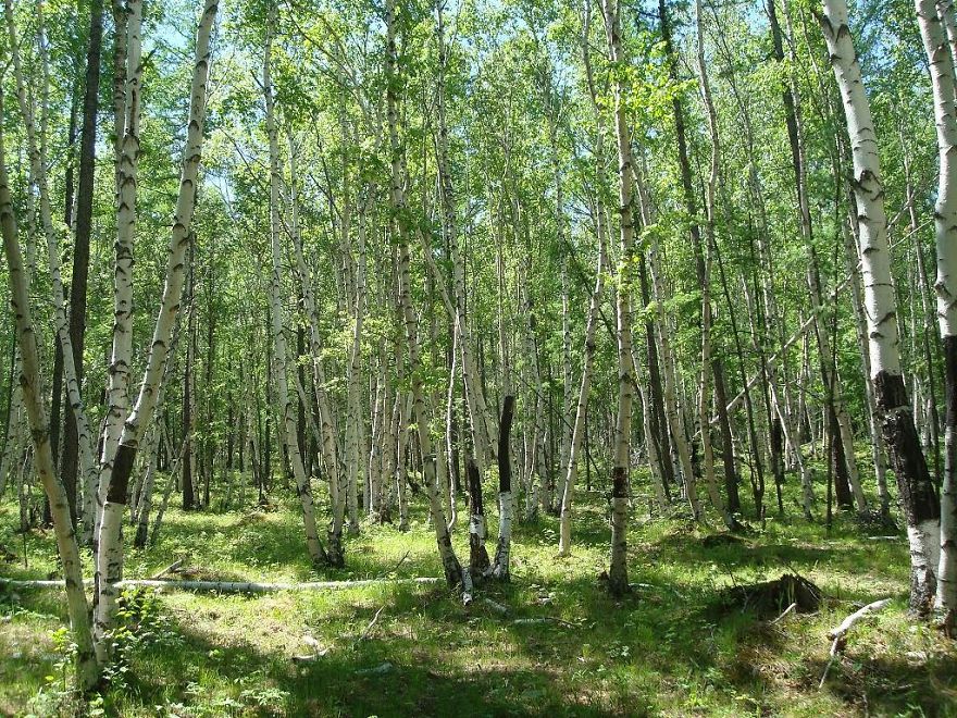 Birch Forest Mongolia