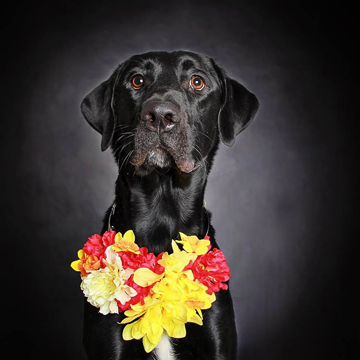 black-dog-portraits-floral-crown-guinnevere-shuster-1 black-dog-portraits-floral-crown-guinnevere-shuster-1
