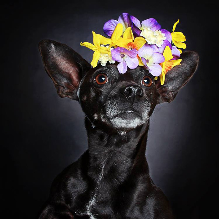 black-dog-portraits-floral-crown-guinnevere-shuster-3 black-dog-portraits-floral-crown-guinnevere-shuster-3