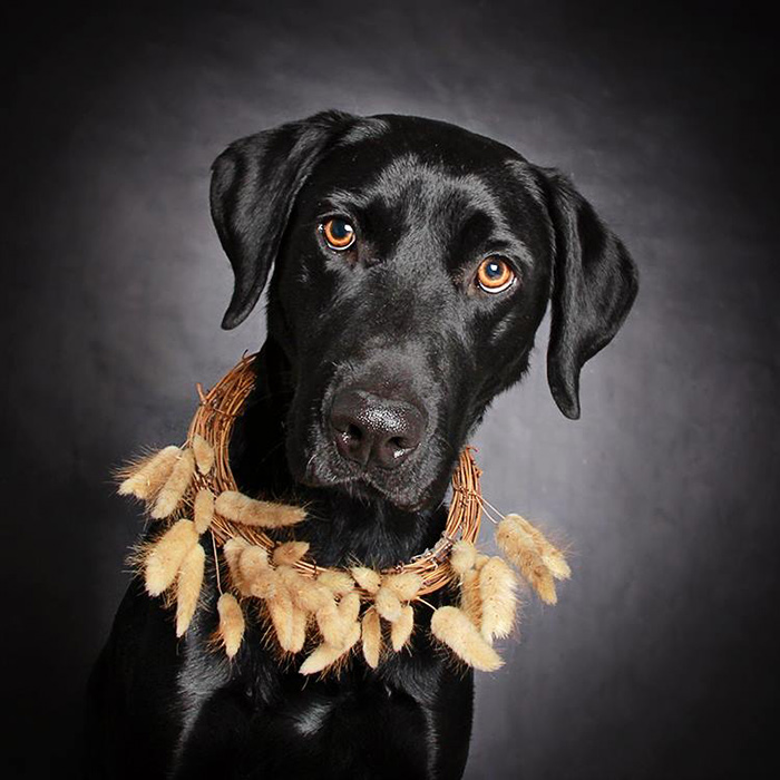 black-dog-portraits-floral-crown-guinnevere-shuster-4 black-dog-portraits-floral-crown-guinnevere-shuster-4