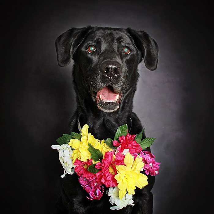 black-dog-portraits-floral-crown-guinnevere-shuster-5 black-dog-portraits-floral-crown-guinnevere-shuster-5