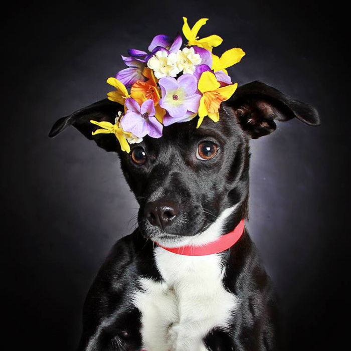 black-dog-portraits-floral-crown-guinnevere-shuster-6 black-dog-portraits-floral-crown-guinnevere-shuster-6