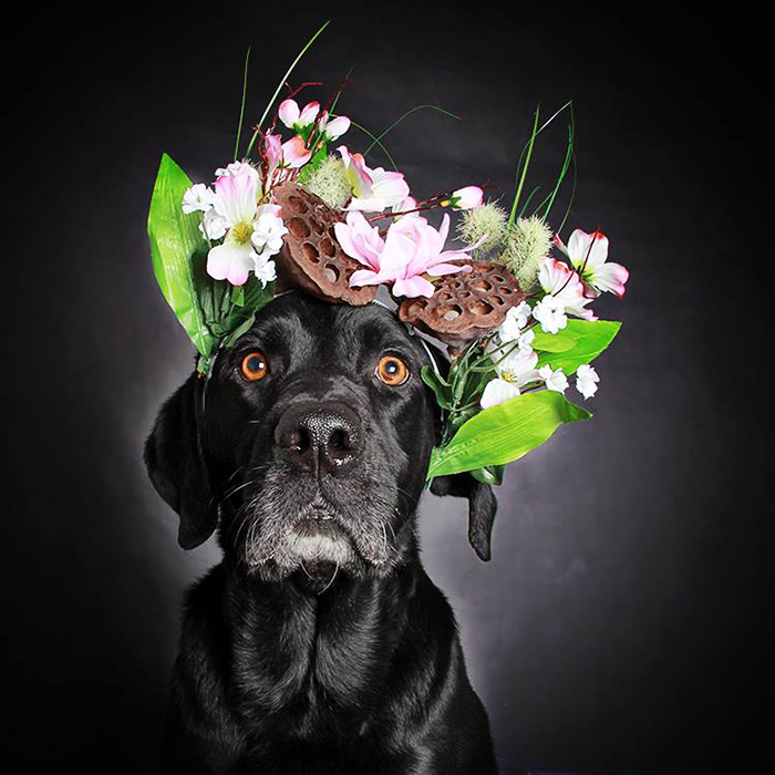 black-dog-portraits-floral-crown-guinnevere-shuster-7 black-dog-portraits-floral-crown-guinnevere-shuster-7