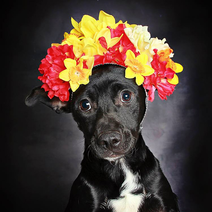 black-dog-portraits-floral-crown-guinnevere-shuster-8 black-dog-portraits-floral-crown-guinnevere-shuster-8