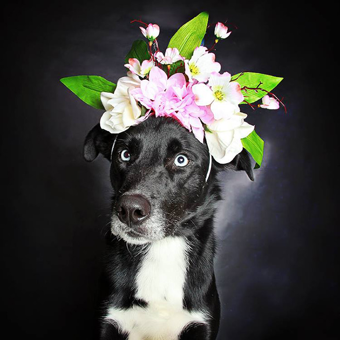 Photographer Helps Often-Overlooked Black Dogs Get Adopted With Beautiful Portraits