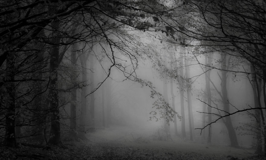 Blandford Forest, Dorset.