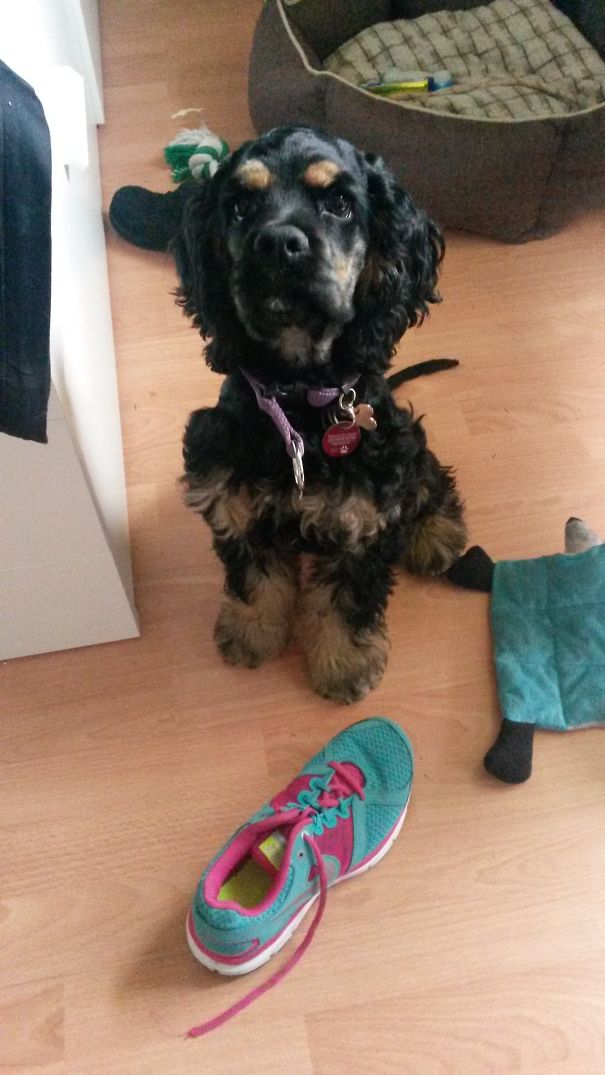 I Ate Your Shoelaces, Because I Am A Needy Asshole. Who Needs To Go To The Gym, Anyway??!!