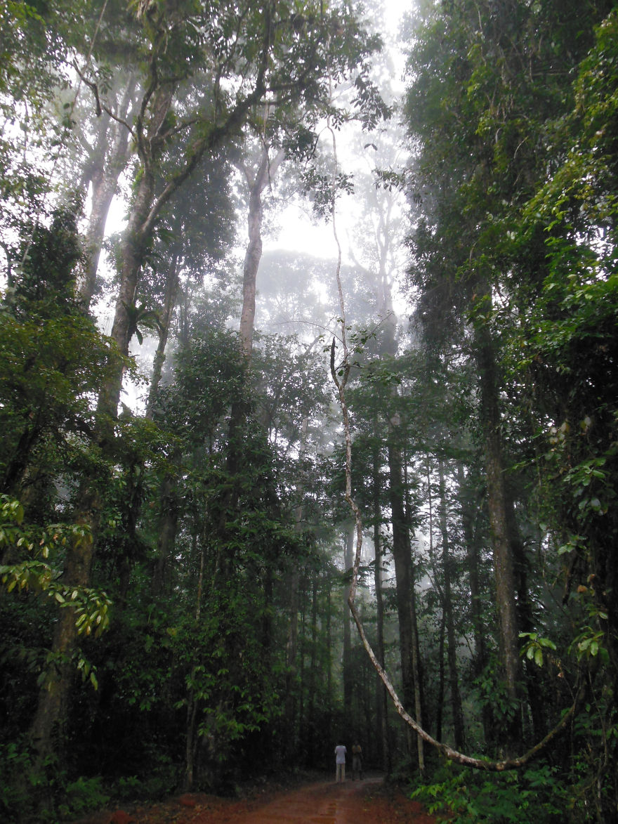 Brownsberg Nationalpark, Suriname, South America