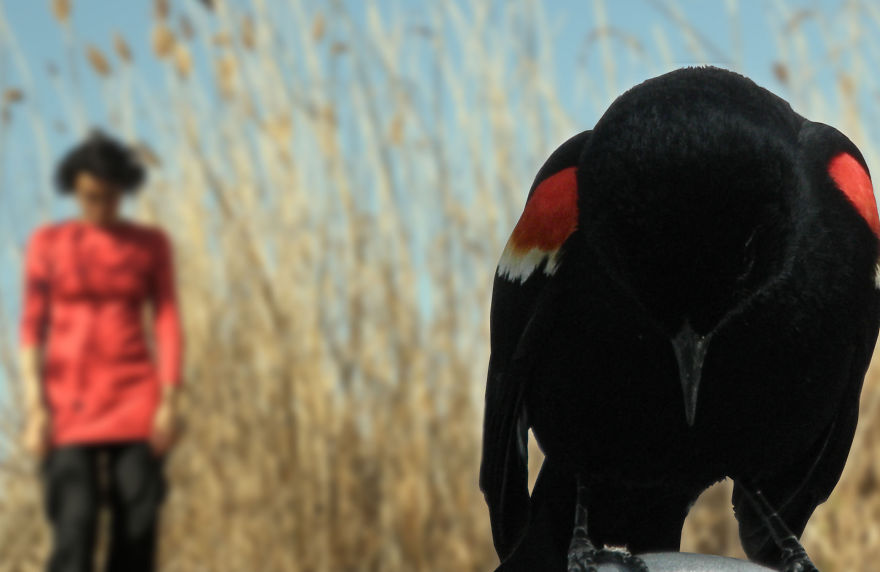 Birds In The Foreground With Me In The Background - Photomontages.
