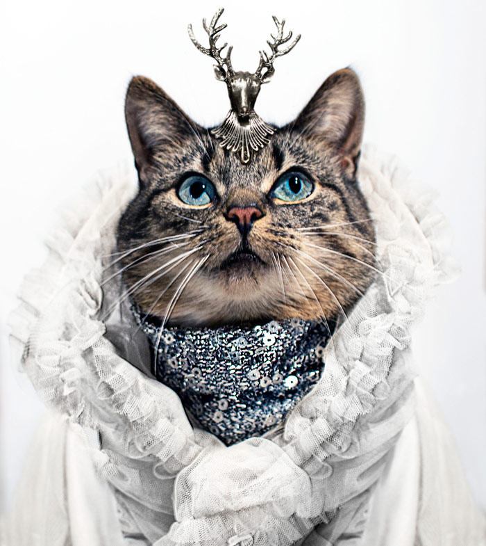 My Leukemic Cat Is The Greatest Fashion Diva Of All Time