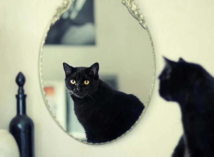 I Photograph My Cats Looking At Mirrors