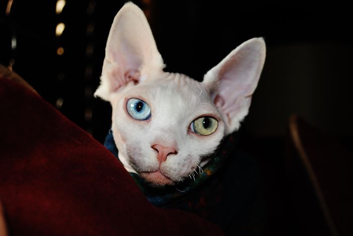 Tater Tot The Bambino Sphynx