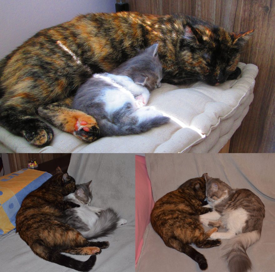 Big Cat And Little Kitten. Just 9 Mounth.