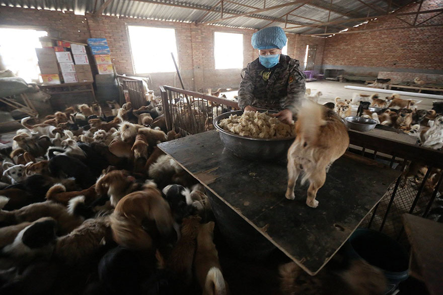 china-1300-stray-dog-shelter-wang-yanfang-1 china-1300-stray-dog-shelter-wang-yanfang-1