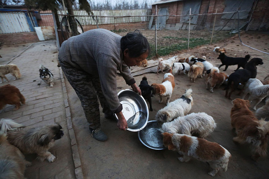 china-1300-stray-dog-shelter-wang-yanfang-3