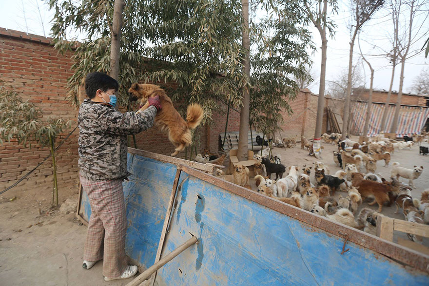 china-1300-stray-dog-shelter-wang-yanfang-6 china-1300-stray-dog-shelter-wang-yanfang-6