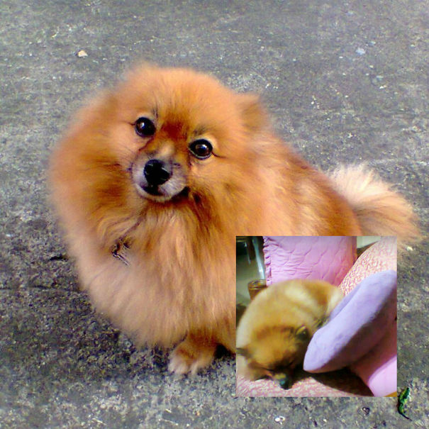 Felize The Fluffy, Foxy Pomeranian (owned By Pinkikay)