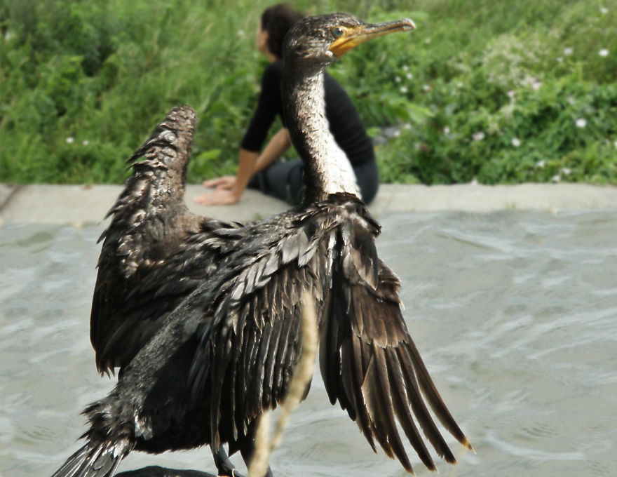 Birds In The Foreground With Me In The Background - Photomontages.